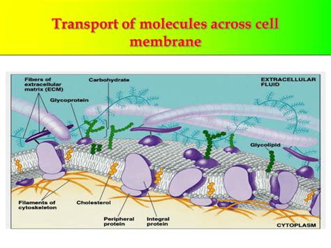 increase cell membrane permeability